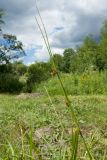 Juncus effusus