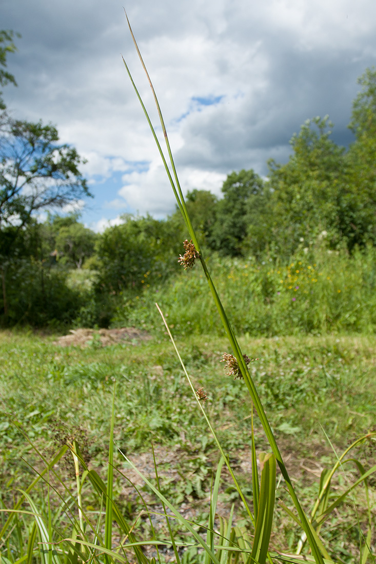 Изображение особи Juncus effusus.