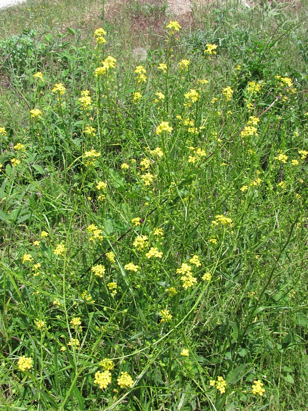 Image of Bunias orientalis specimen.