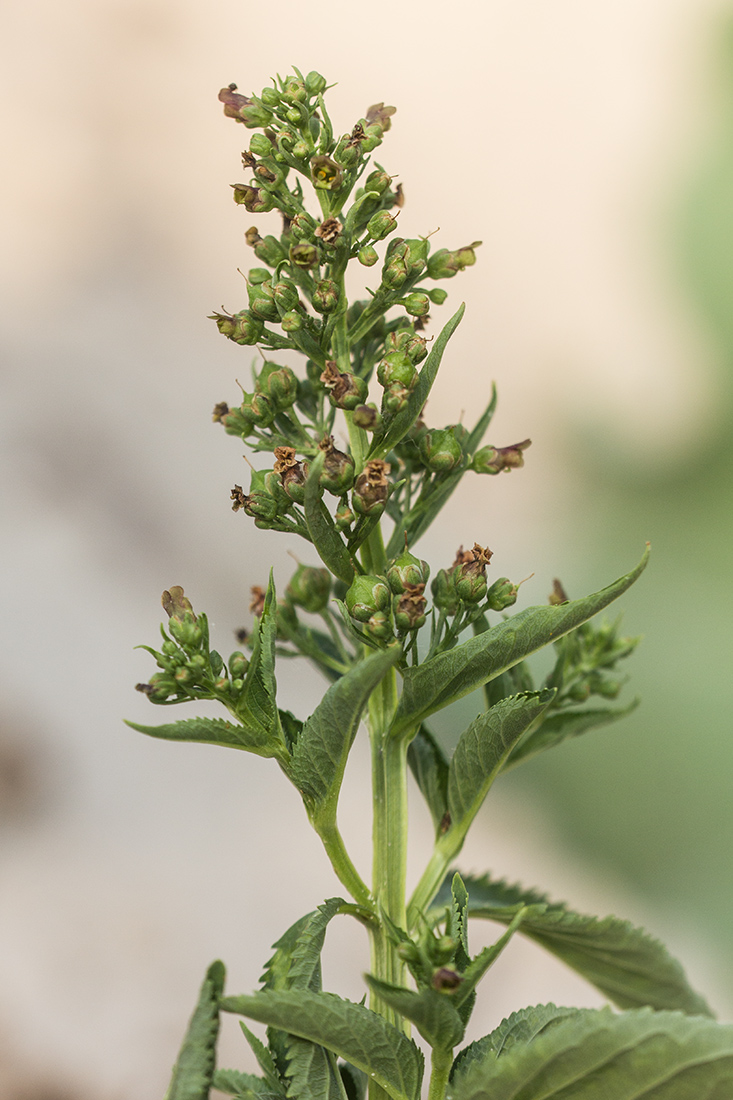 Image of Scrophularia umbrosa specimen.