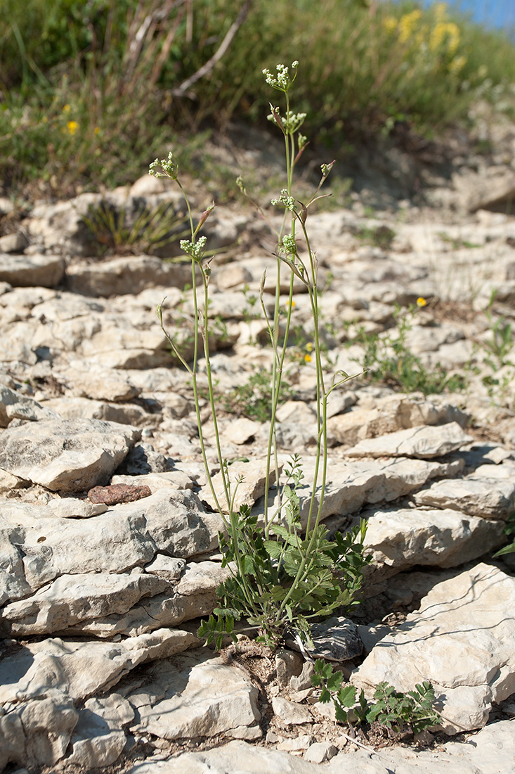 Image of Pimpinella nigra specimen.