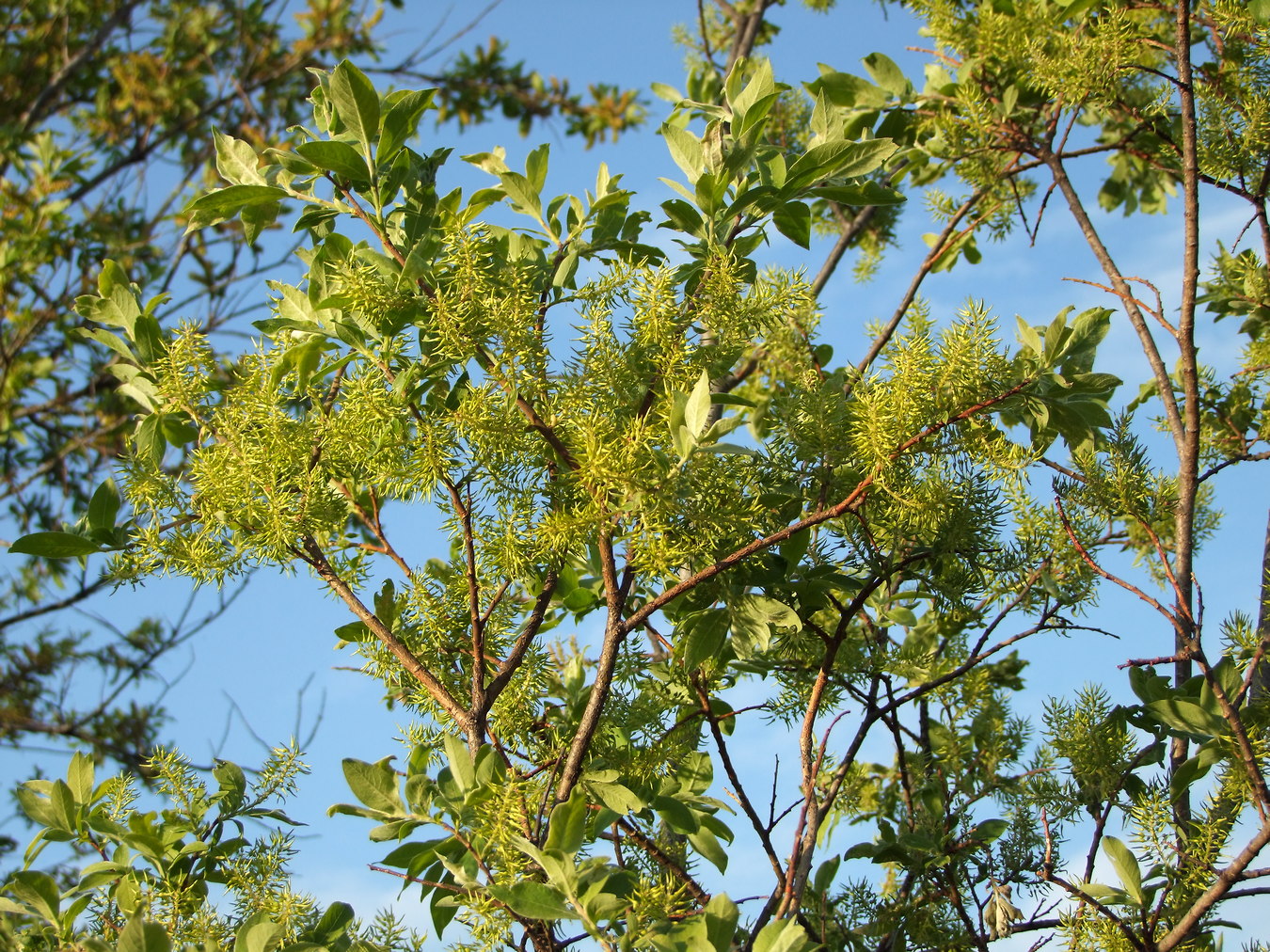 Image of Salix bebbiana specimen.