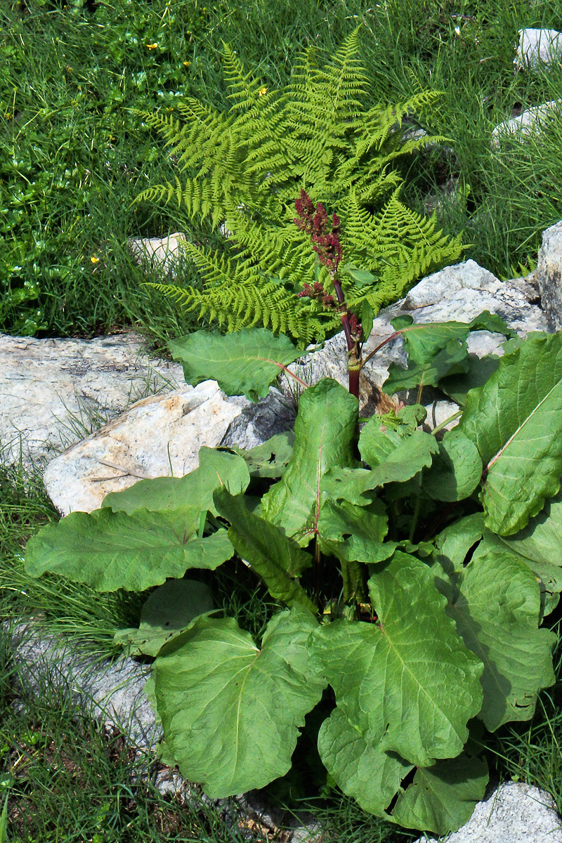 Image of Rumex alpinus specimen.