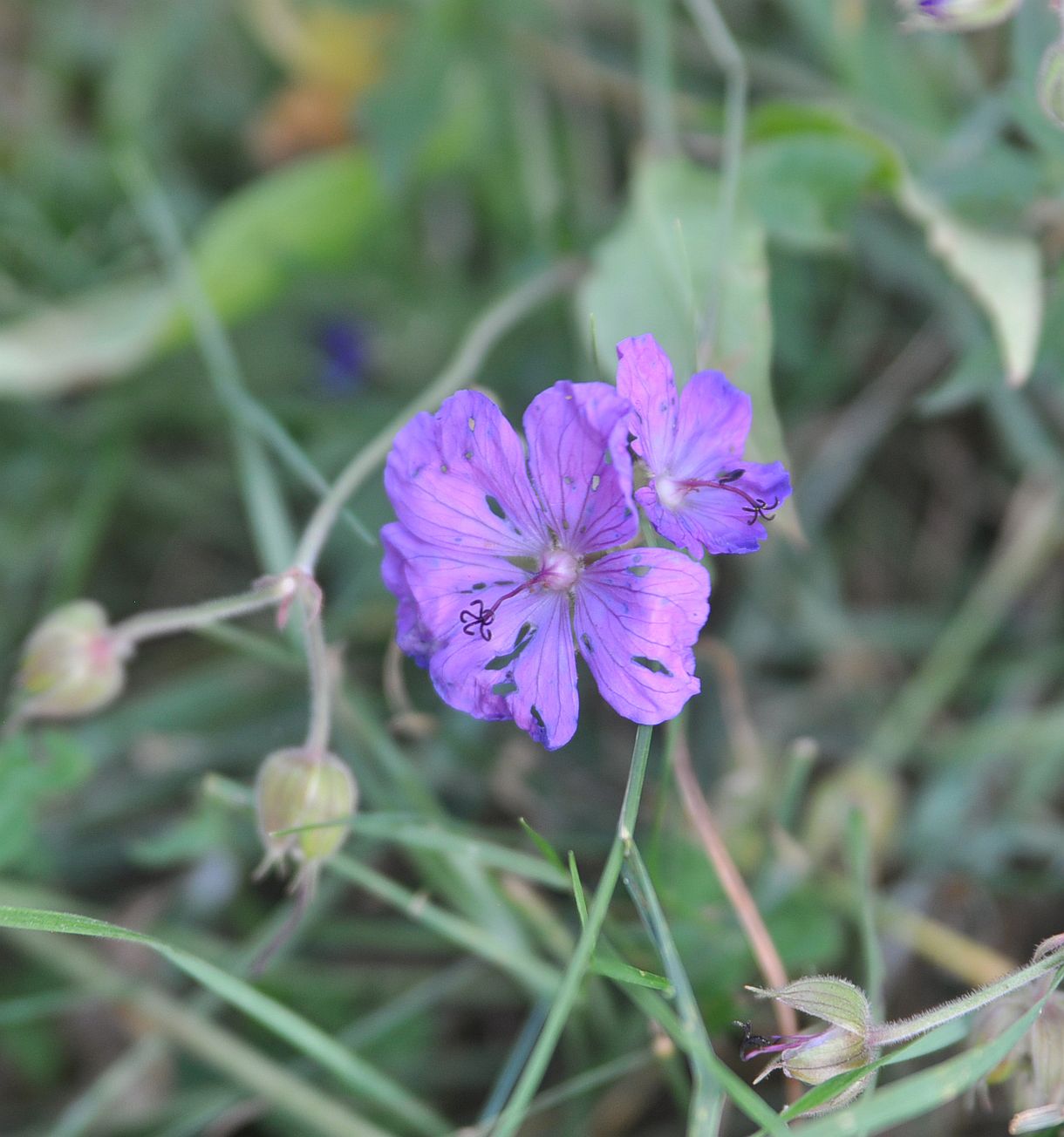 Изображение особи Geranium kemulariae.