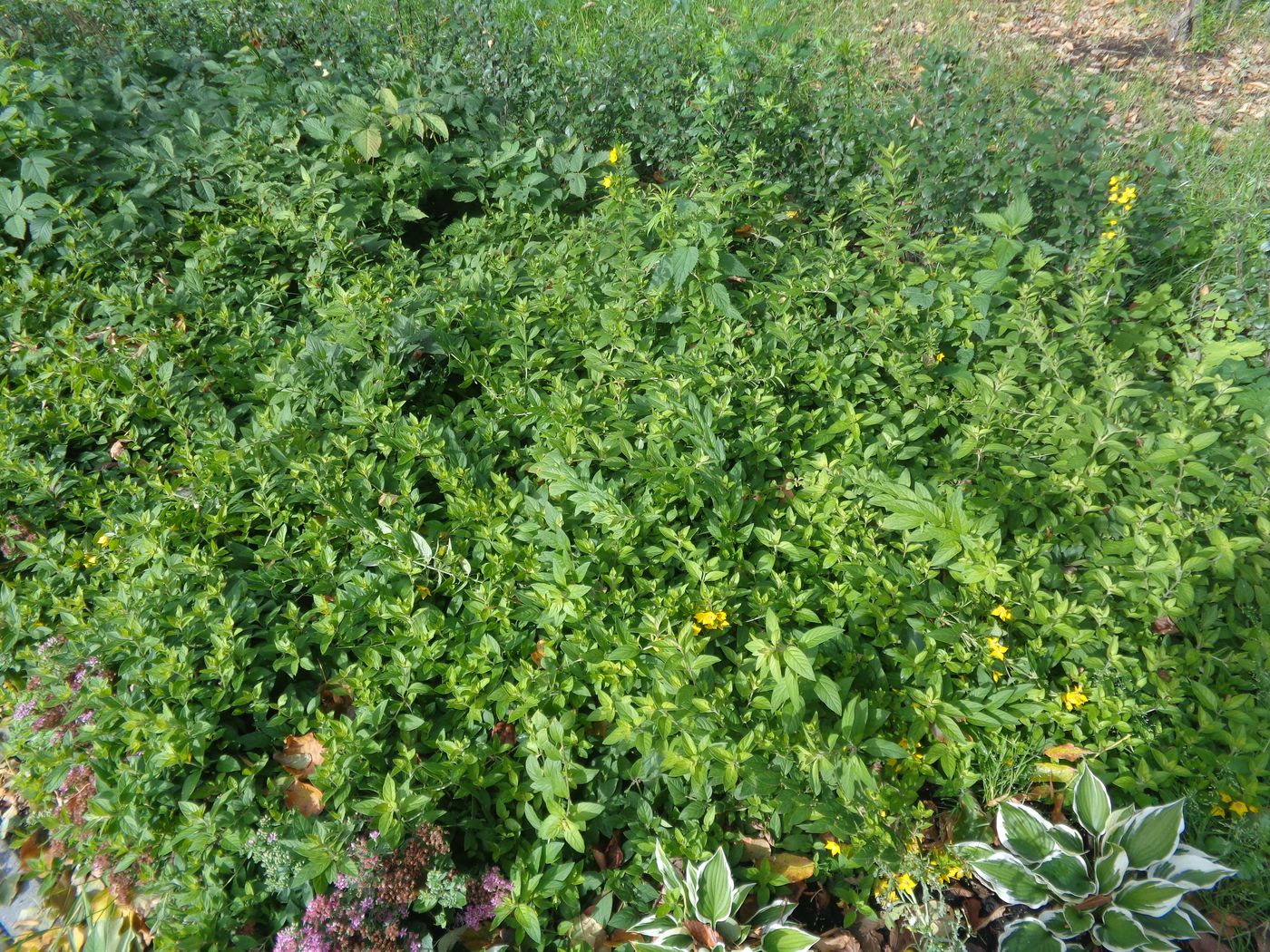 Image of Lysimachia punctata specimen.