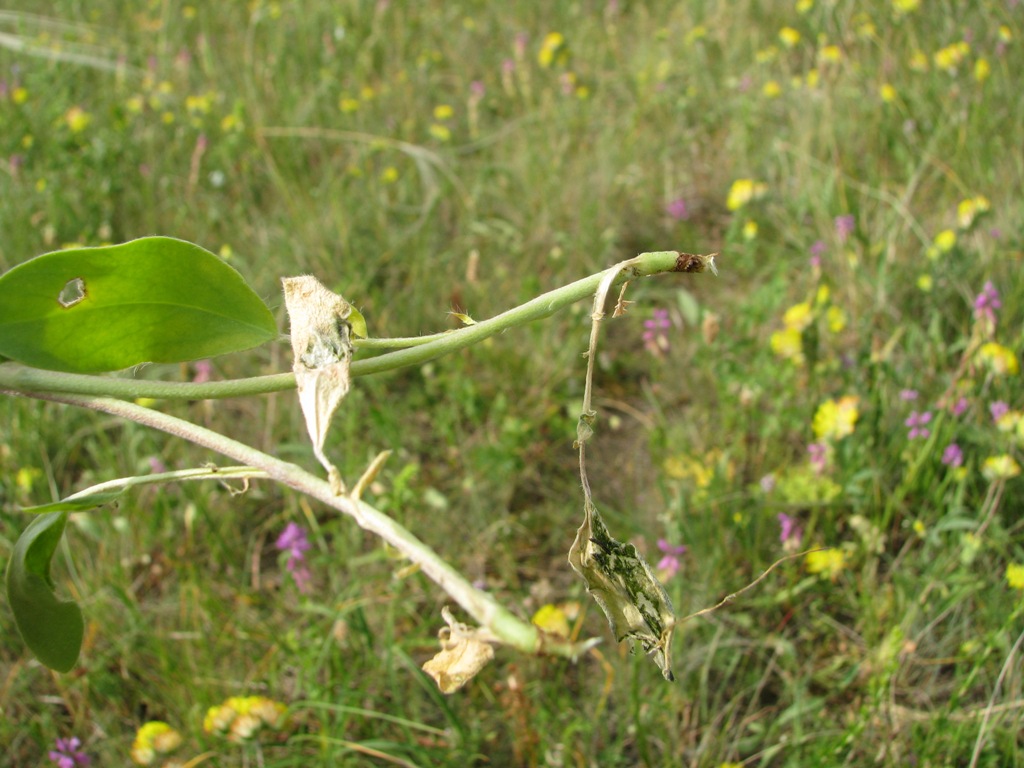 Image of Anthyllis macrocephala specimen.