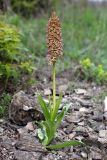 Orchis &times; wulffiana nothosubsp. suckowii