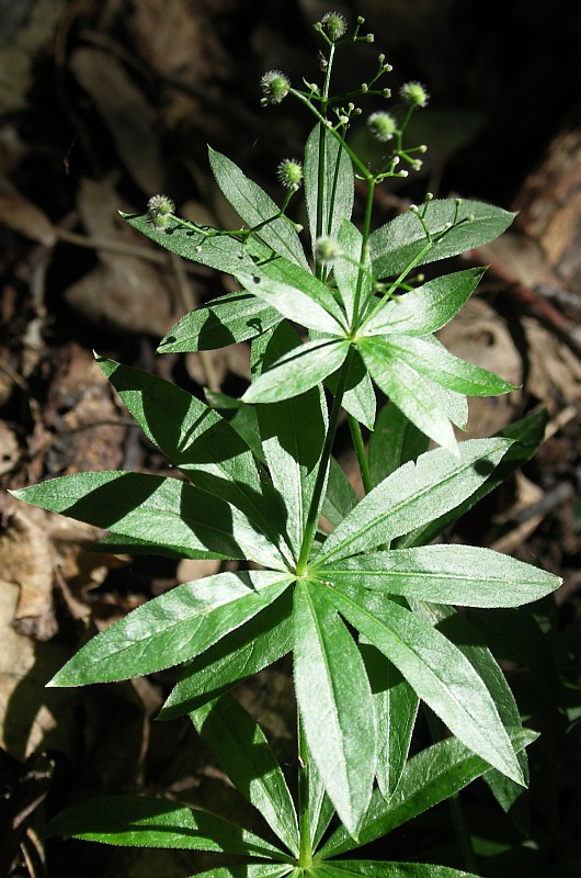 Изображение особи Galium odoratum.