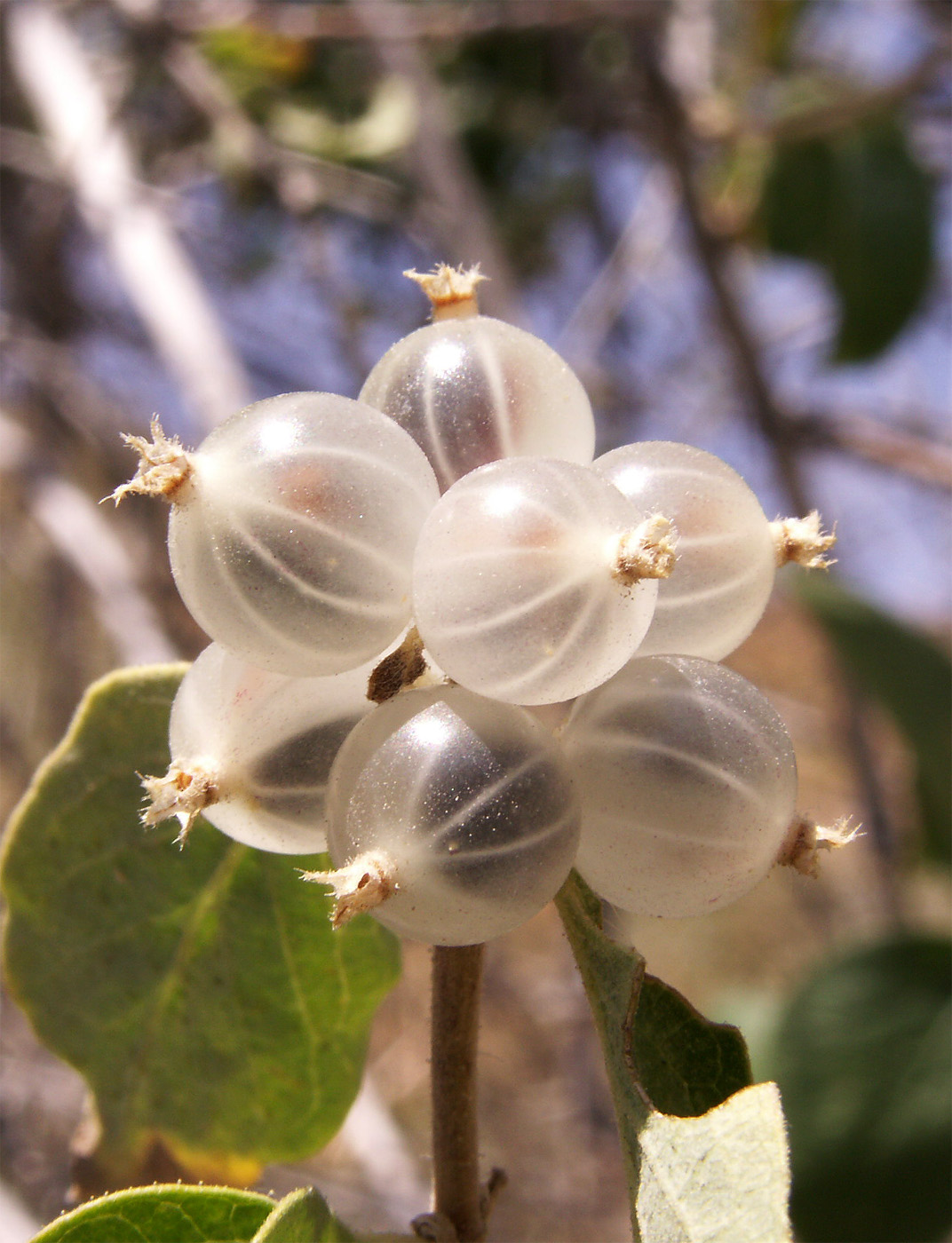 Image of Lonicera nummulariifolia specimen.