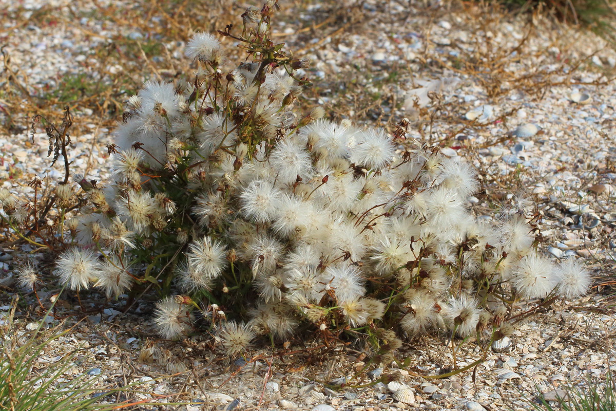 Image of Tripolium pannonicum specimen.