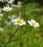 Tripleurospermum inodorum