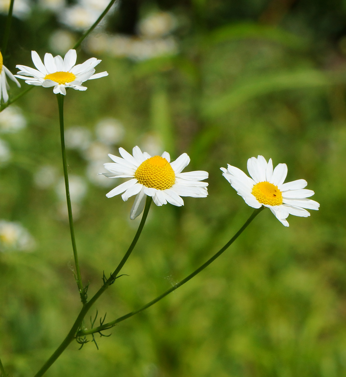 Изображение особи Tripleurospermum inodorum.