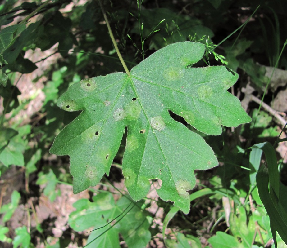 Image of Acer campestre specimen.