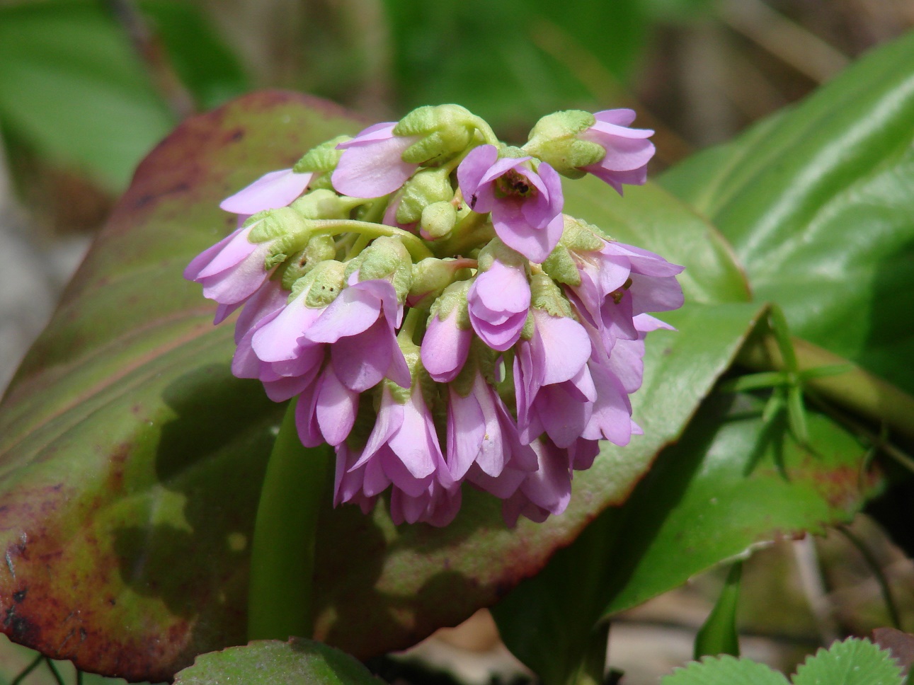 Image of Bergenia crassifolia specimen.