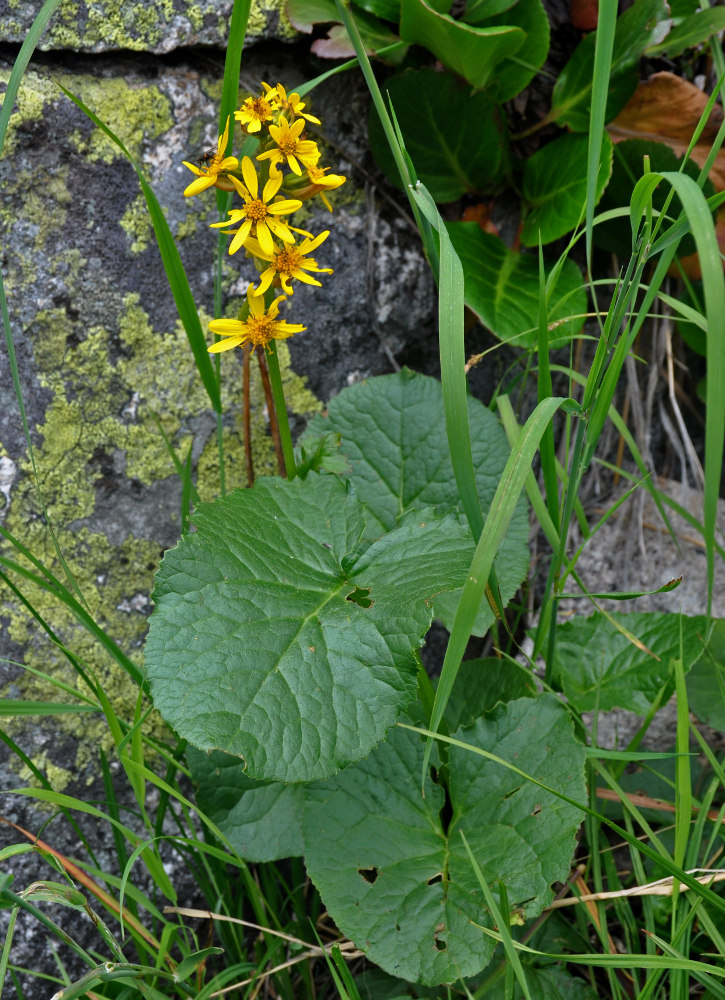 Изображение особи Ligularia sibirica.