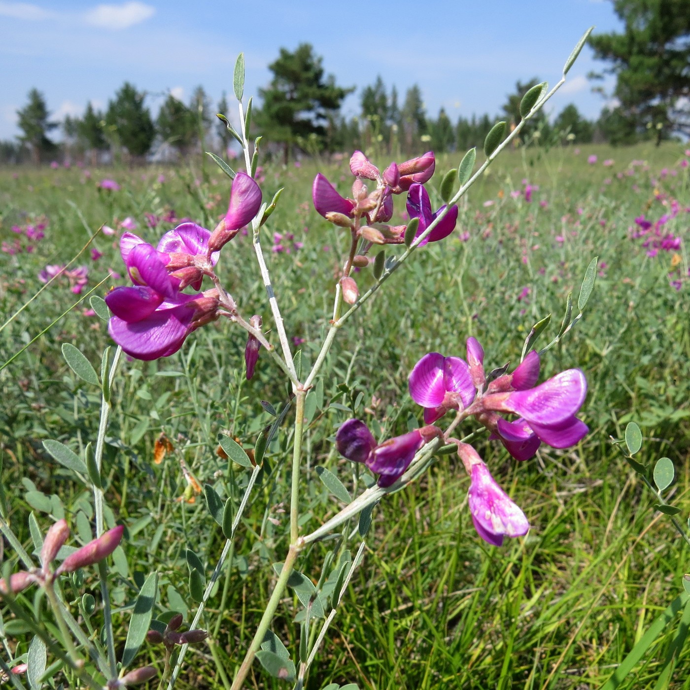 Изображение особи Hedysarum fruticosum.