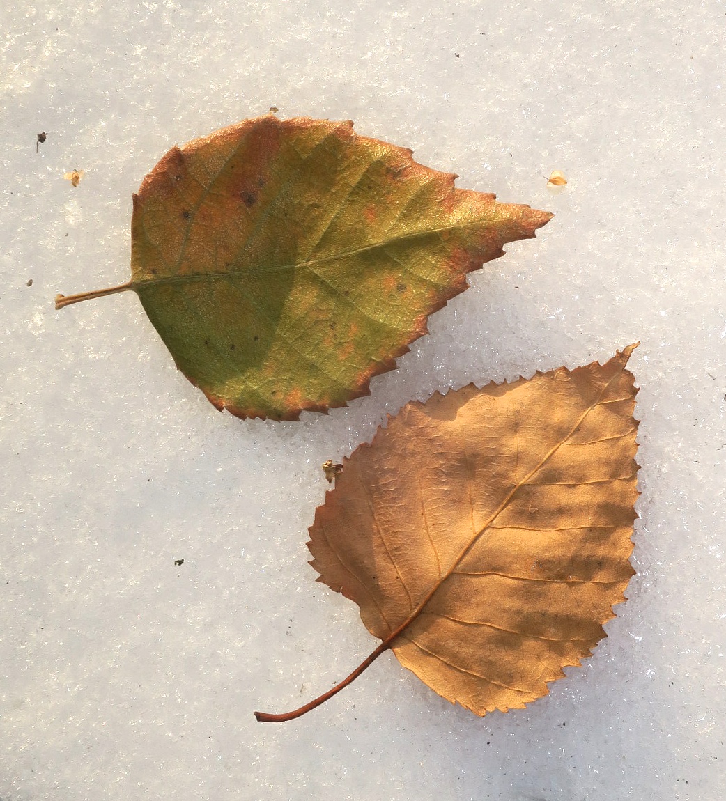 Изображение особи Betula papyrifera.