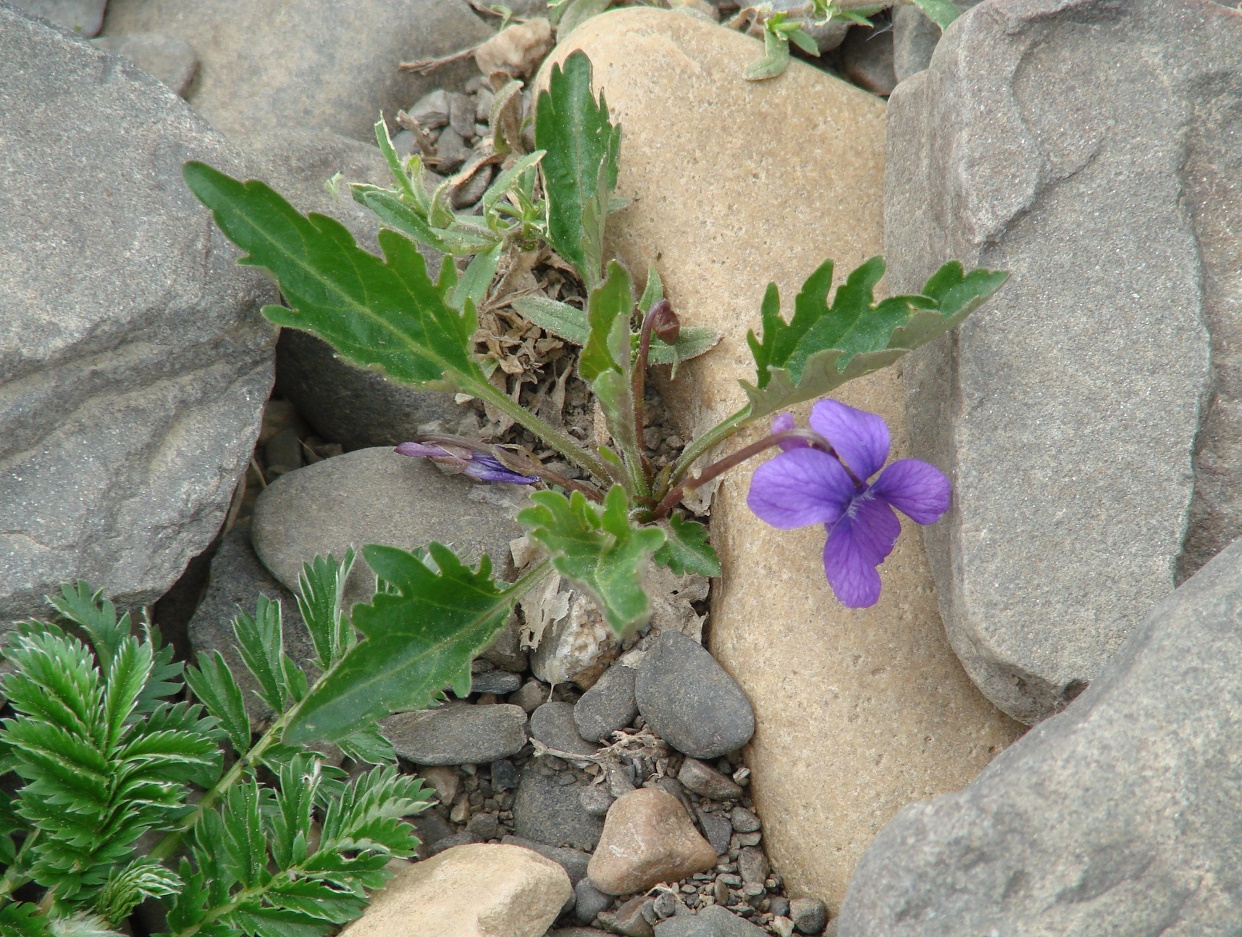 Image of Viola incisa specimen.