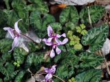 Cyclamen persicum. Цветки и листья. Турция, национальный парк Олимпос-Бейдаглары, мыс Гелидония, каменистый склон. 04.01.2019.