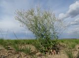 Lepidium ferganense