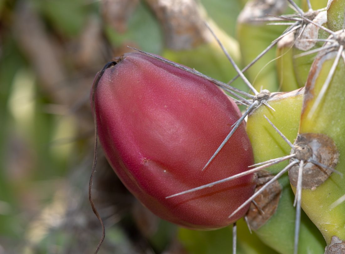 Изображение особи Cereus peruvianus var. monstrosus.