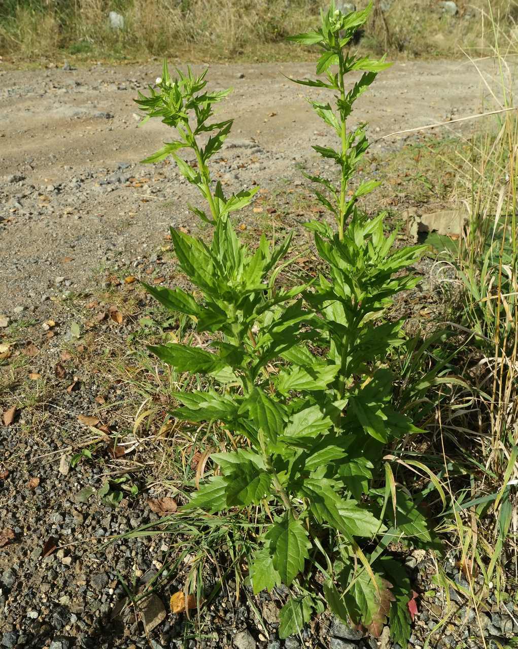 Image of Erigeron annuus specimen.