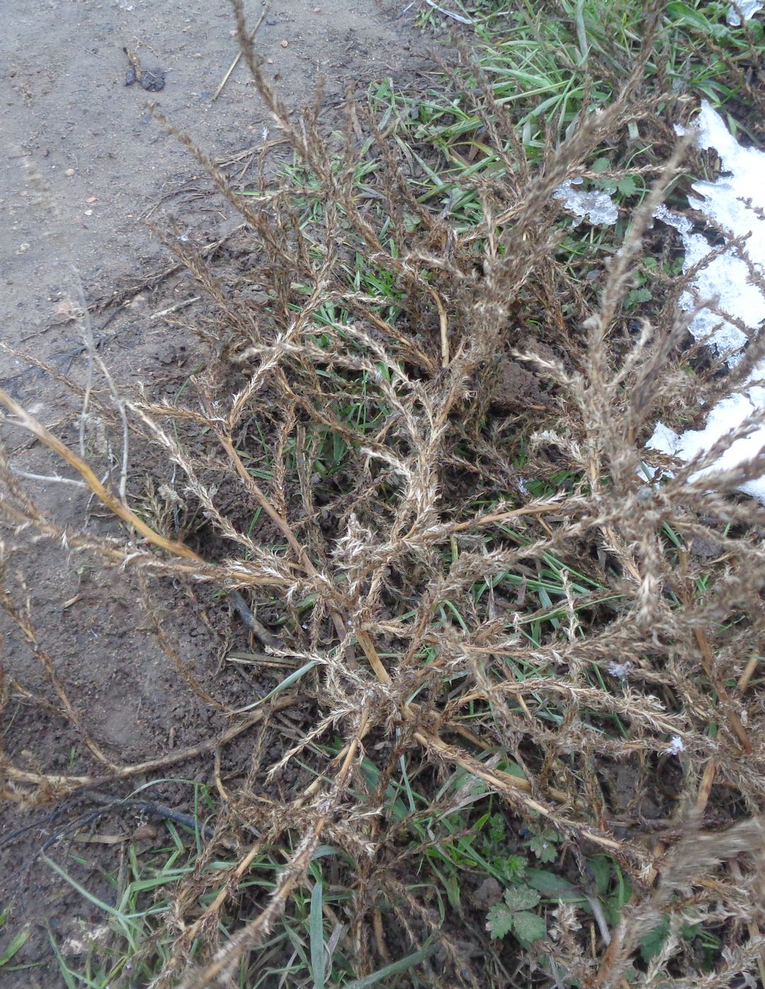 Image of Amaranthus albus specimen.