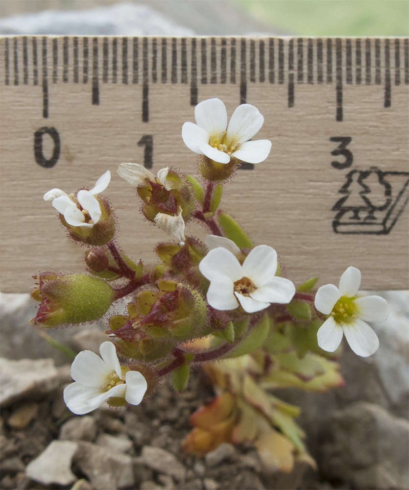 Image of Saxifraga adscendens specimen.