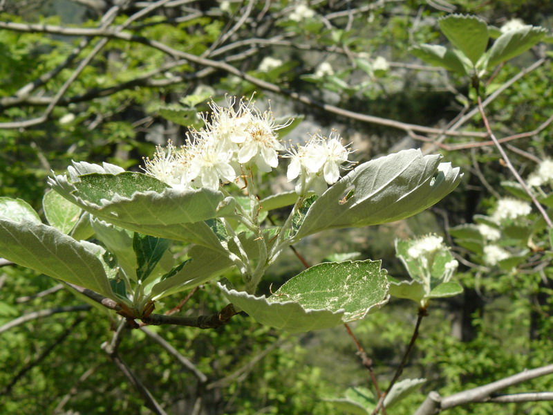 Изображение особи Sorbus tauricola.