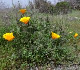 Eschscholzia californica