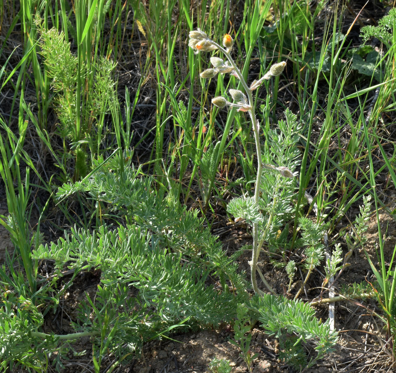 Image of Biebersteinia multifida specimen.