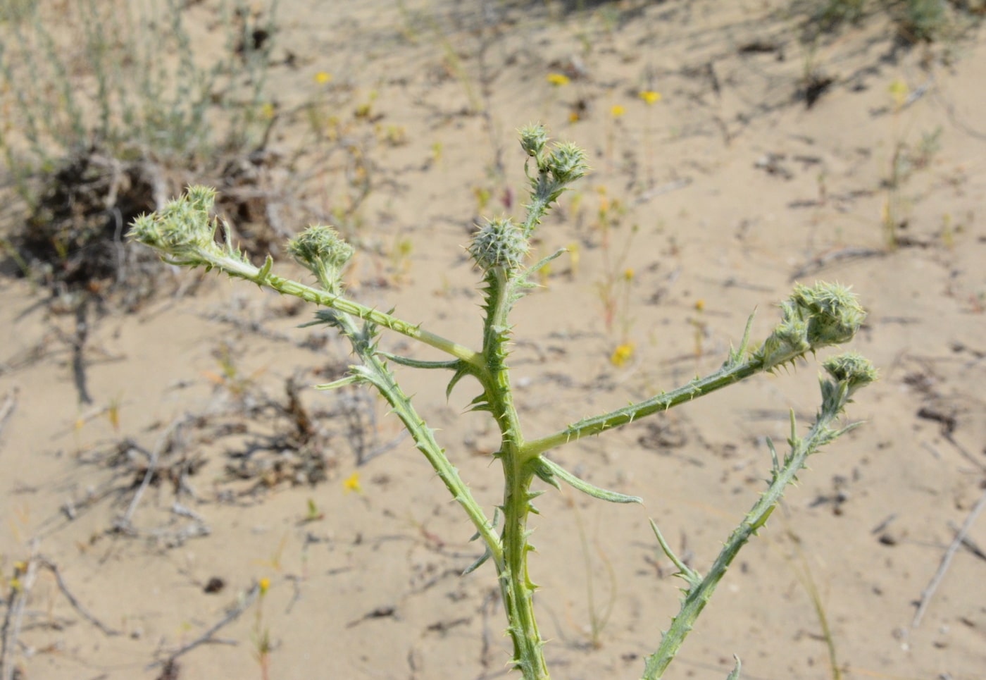 Image of Cousinia dissecta specimen.