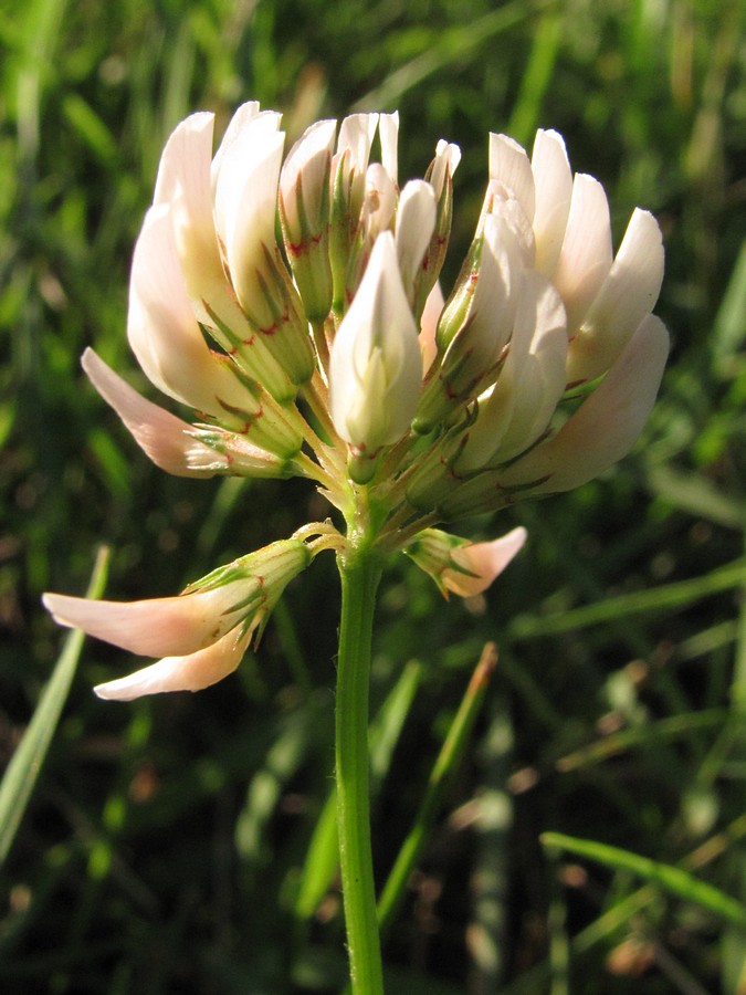 Image of Trifolium repens specimen.