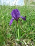 Iris aphylla