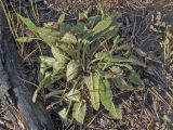 Betonica officinalis