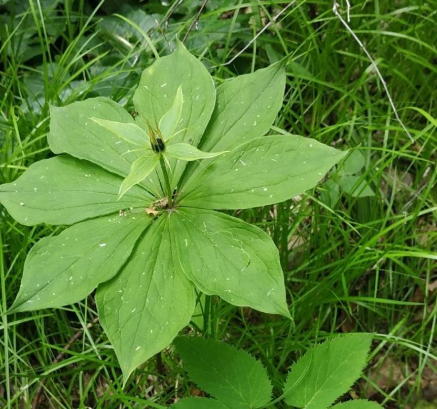 Image of Paris quadrifolia specimen.