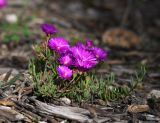 Lampranthus productus
