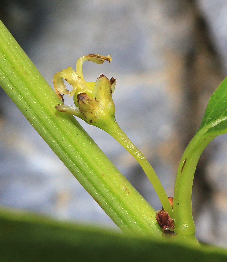 Image of Flueggea suffruticosa specimen.