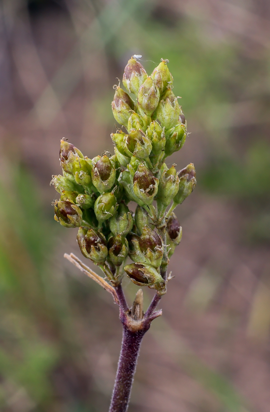 Image of Silene borysthenica specimen.