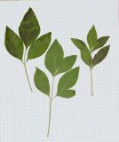Heteromorpha arborescens