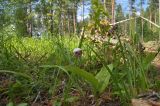 Cypripedium guttatum