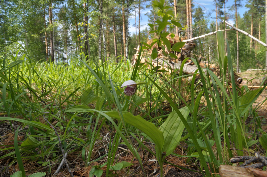 Image of Cypripedium guttatum specimen.