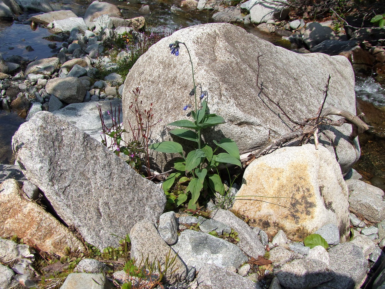 Изображение особи Mertensia pubescens.