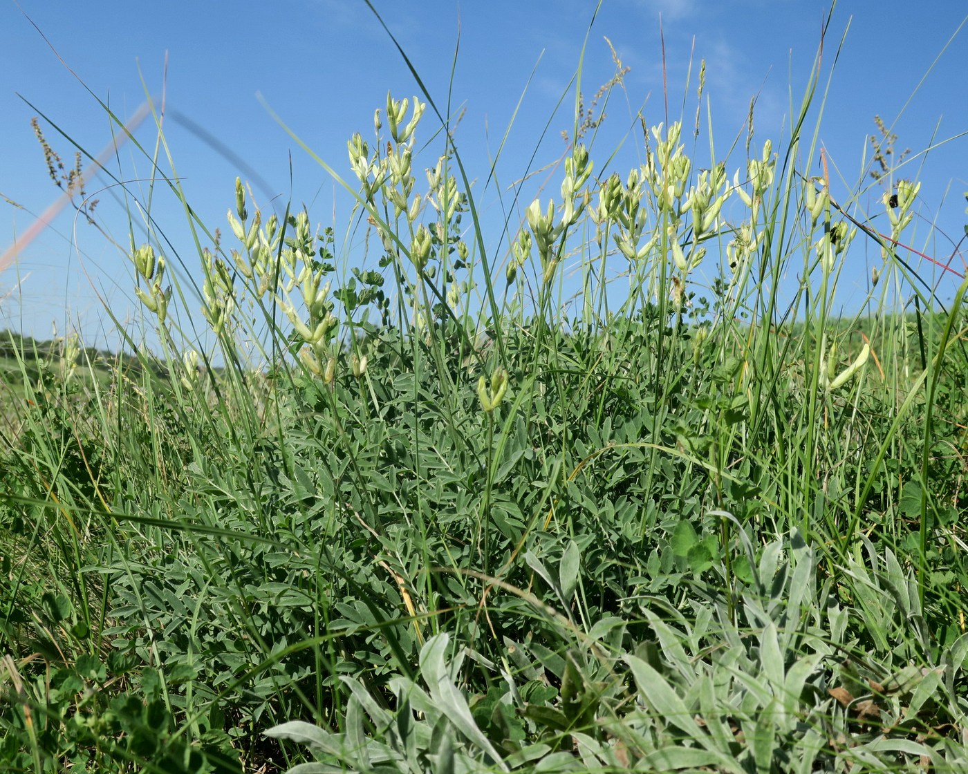 Изображение особи Astragalus pallescens.