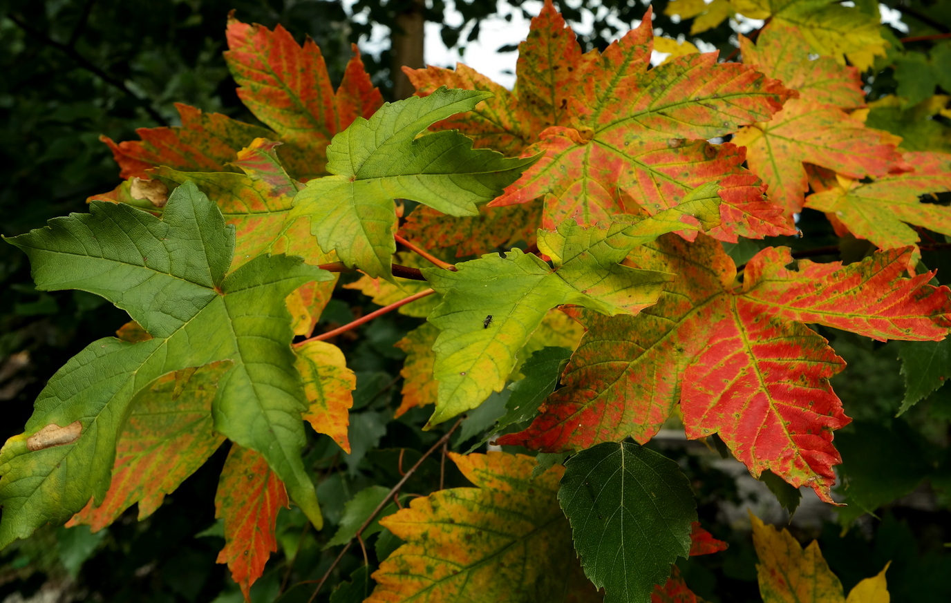 Изображение особи Acer pseudoplatanus.