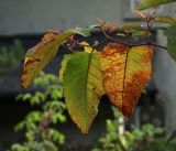 Reynoutria sachalinensis. Побег с соцветиями и листьями в осеннем окрасе. Московская обл., Раменский р-н, окр. дер. Хрипань, садовый участок. 28.09.2019.