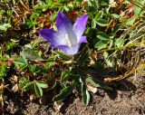 Campanula biebersteiniana