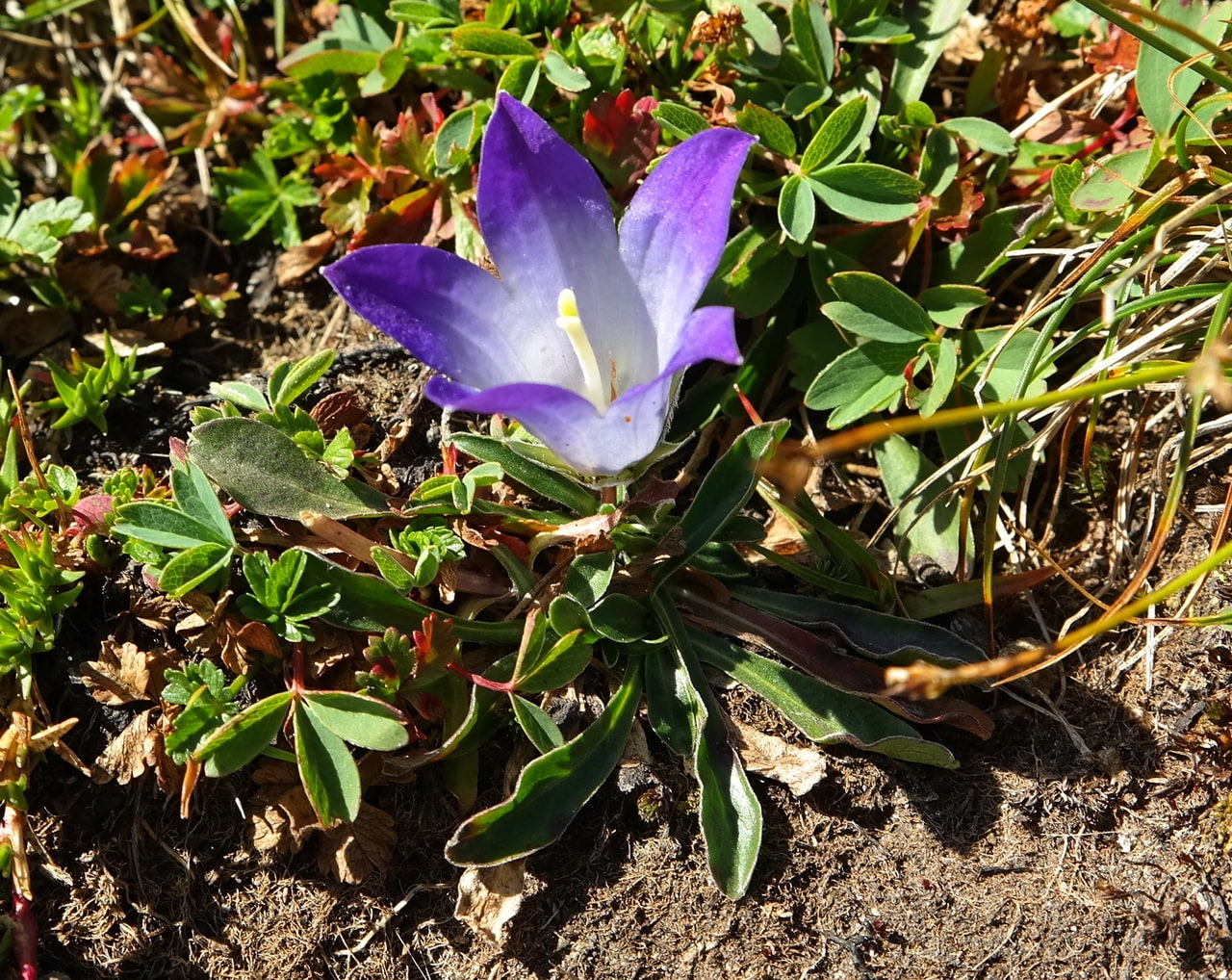 Изображение особи Campanula biebersteiniana.