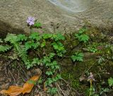 Geranium robertianum. Цветущее и плодоносящее растение. Краснодарский край, МО город-курорт Сочи, Адлерский р-н, Краснополянский поселковый округ, южный склон хр. Аибга, долина р. Менделиха, 1470 м н.у.м. 5 октября 2019 г.