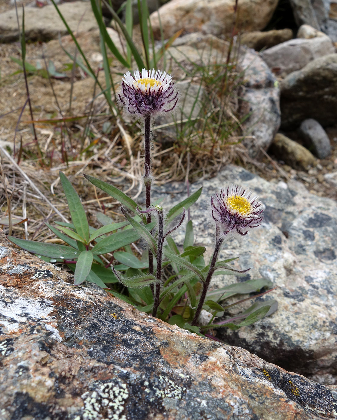 Image of Erigeron eriocephalus specimen.